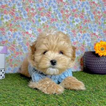 Maltipoo